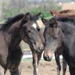 VENUS & LEBRON - Out of Gracious n Fabulous & Absolute Impulse